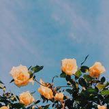 (Category: ) located in . Submitted by flosophysoul (Listing ID 1385960381, Image 1). Description: .