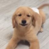 （分類：）位於 。 由 sell.rl 提交（商品編號 1383728876，圖片 1）。簡介： 。