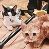 （分類：）位於 。 由 tongpingping 提交（商品編號 1355552501，圖片 1）。簡介： 。