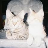 (Category: ) located in . Submitted by chelsb0 (Listing ID 1384702599, Image 1). Description: .