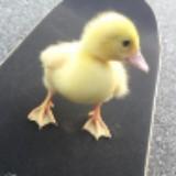 (Category: ) located in . Submitted by duckdoesqauck (Listing ID 1129167012, Image 1). Description: .