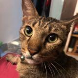 (Category: ) located in . Submitted by mishamogu (Listing ID 1290541937, Image 1). Description: .