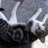 由 pouoou (刊登 ID 1375253498，圖片 1) 提交，位於 的 (類別：)，說明：。