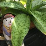 (Category: ) located in . Submitted by mnkf58 (Listing ID 1448717812, Image 1). Description: .