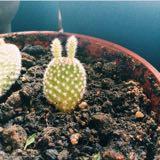 (Category: ) located in . Submitted by hi.cacti (Listing ID 1385903591, Image 1). Description: .