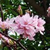 （分類：）位於 。 由 andrewhhk 提交（商品編號 1373367056，圖片 1）。簡介： 。