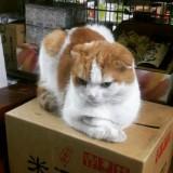 (Category: ) located in . Submitted by quiet2cat (Listing ID 1230908482, Image 1). Description: .