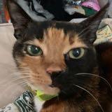 (分類:)位於 。 由 daudauma 提交(商品編號 1463658291,圖片 1)。簡介: 。