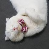 （分類：）位於 。 由 fwwleung 提交（商品編號 1208302208，圖片 1）。簡介： 。