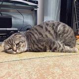 (Kategori: ) berada di . Dikirim oleh mutantcat (ID iklan 1352480296, Gambar 1). Deskripsi: .