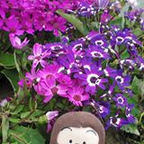 （分類：）位於 。 由 nekotoby 提交（商品編號 1361079926，圖片 1）。簡介： 。