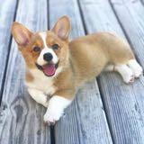 (Category: ) located in . Submitted by shophappi (Listing ID 254634263, Image 1). Description: .