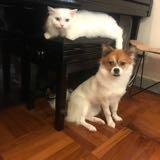 （分類：）位於 。 由 hobitata 提交（商品編號 1222626929，圖片 1）。簡介： 。