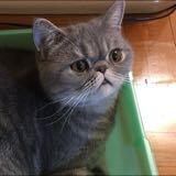 （分類：）位於 。 由 dedemum 提交（商品編號 1225584225，圖片 1）。簡介： 。