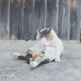 由 meowmini (刊登 ID 1345087996，圖片 1) 提交，位於 的 (類別：)，說明：。