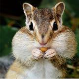 (Category: ) located in . Submitted by chipmunk28 (Listing ID 1379556089, Image 1). Description: .