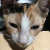 (Category: ) located in . Submitted by jemherondale (Listing ID 1236180556, Image 1). Description: .