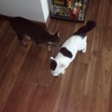 (Category: ) located in . Submitted by toya3605 (Listing ID 1351817541, Image 1). Description: .