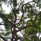 (Category: ) located in . Submitted by yours.truly.treasure (Listing ID 1407557049, Image 1). Description: .