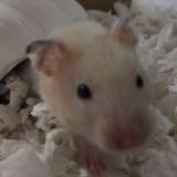 (Category: ) located in . Submitted by ohhellothere_ (Listing ID 1276982990, Image 1). Description: .
