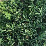 (Category: ) located in . Submitted by cjp2019 (Listing ID 1373213312, Image 1). Description: .