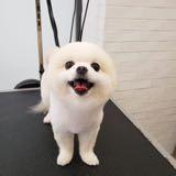(分類:)位於 。 由 mllai 提交(商品編號 1423066621,圖片 1)。簡介: 。