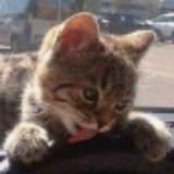 （分類：）位於 。 由 fatcat0v01027 提交（商品編號 1375804519，圖片 1）。簡介： 。