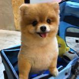 (Category: ) located in . Submitted by mukabun (Listing ID 1378292497, Image 1). Description: .