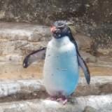 (分類:)位於 。 由 maru_123 提交(商品編號 1409533874,圖片 1)。簡介: 。