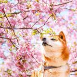 （分類：）位於 。 由 micheallsx 提交（商品編號 1382298611，圖片 1）。簡介： 。