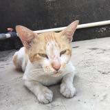(Kategori: ) berada di . Dikirim oleh buymy.ex (ID iklan 1379037904, Gambar 1). Deskripsi: .
