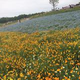 （分類：）位於 。 由 prettylittlebirds 提交（商品編號 1375616947，圖片 1）。簡介： 。