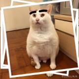 （分類：）位於 。 由 naratang 提交（商品編號 1259335873，圖片 1）。簡介： 。