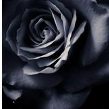 由 blackrose168 (刊登 ID 1365432571，圖片 1) 提交，位於 的 (類別：)，說明：。