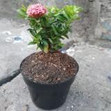 (Kategori: ) berada di . Dikirim oleh ibethebeth (ID iklan 1384791150, Gambar 1). Deskripsi: .
