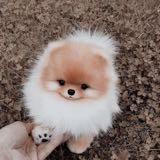 (Category: ) located in . Submitted by peachbubbles_ (Listing ID 1374825496, Image 1). Description: .