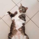 (Category: ) located in . Submitted by brandsg (Listing ID 1375578096, Image 1). Description: .