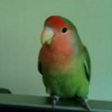 (Category: ) located in . Submitted by Genie42 (Listing ID 1384544327, Image 1). Description: .