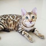 (分類:)位於 。 由 chan3213 提交(商品編號 1454006522,圖片 1)。簡介: 。