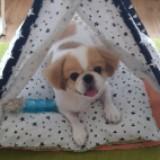 (Category: ) located in . Submitted by doggycove (Listing ID 1369574800, Image 1). Description: .