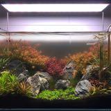 (Category: ) located in . Submitted by shrimpsnplants (Listing ID 1373197102, Image 1). Description: .