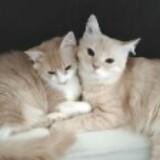 (Category: ) located in . Submitted by stephc7 (Listing ID 1337979907, Image 1). Description: .