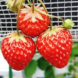 （分類：）位於 。 由 hojetso0325 提交（商品編號 1351776480，圖片 1）。簡介： 。