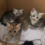 (Category: ) located in . Submitted by linda_zyan (Listing ID 1465168094, Image 1). Description: .