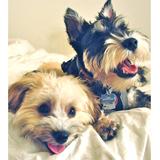 (Category: ) located in . Submitted by ppuingppuing (Listing ID 1444252445, Image 1). Description: .