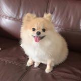 (Category: ) located in . Submitted by nigelnly (Listing ID 1334913578, Image 1). Description: .