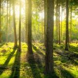 (Category: ) located in . Submitted by forestdreams (Listing ID 1379552367, Image 1). Description: .