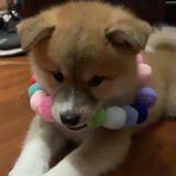 （分類：）位於 。 由 lauben 提交（商品編號 1353345584，圖片 1）。簡介： 。