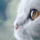 由 hedy0502 (刊登 ID 1255107955，圖片 1) 提交，位於 的 (類別：)，說明：。