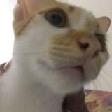 (Category: ) located in . Submitted by salmizasharuddin (Listing ID 1459357547, Image 1). Description: .